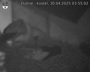 Capi_Dubne_20250430_035502.jpg (1350 x 1080)