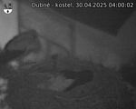 Capi_Dubne_20250430_040002.jpg