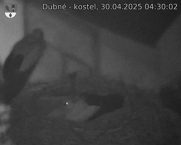 Capi_Dubne_20250430_043002.jpg (1350 x 1080)