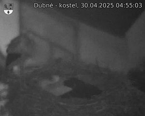Capi_Dubne_20250430_045503.jpg (1350 x 1080)