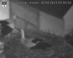 Capi_Dubne_20250430_050502.jpg (1350 x 1080)