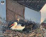 Capi_Dubne_20250430_061502.jpg