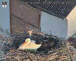 Capi_Dubne_20250430_062002.jpg