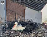 Capi_Dubne_20250430_063502.jpg