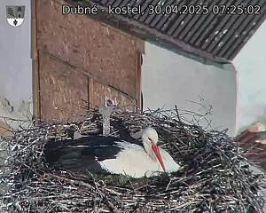 Capi_Dubne_20250430_072502.jpg (1350 x 1080)