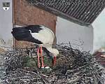Capi_Dubne_20250430_073003.jpg