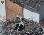 Capi_Dubne_20250430_120003.jpg