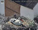 Capi_Dubne_20250430_165502.jpg