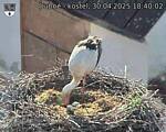 Capi_Dubne_20250430_184002.jpg