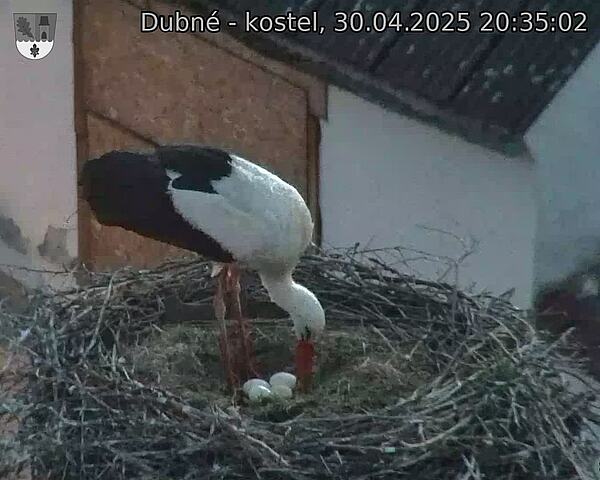 Capi_Dubne_20250430_203502.jpg (1350 x 1080)
