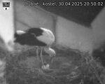 Capi_Dubne_20250430_205002.jpg