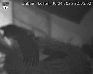 Capi_Dubne_20250430_220502.jpg (1350 x 1080)
