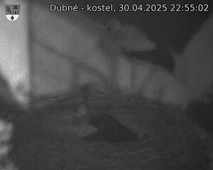 Capi_Dubne_20250430_225502.jpg (1350 x 1080)