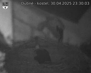Capi_Dubne_20250430_233003.jpg (1350 x 1080)