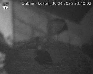 Capi_Dubne_20250430_234002.jpg (1350 x 1080)