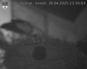 Capi_Dubne_20250430_235003.jpg (1350 x 1080)