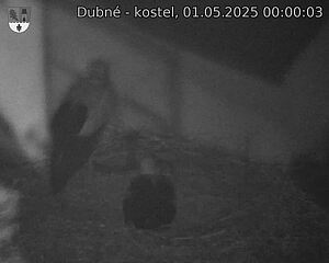 Capi_Dubne_20250501_000003.jpg (1350 x 1080)