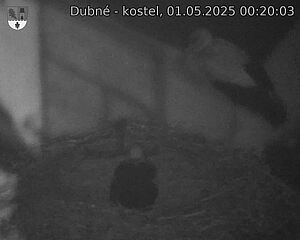 Capi_Dubne_20250501_002003.jpg (1350 x 1080)