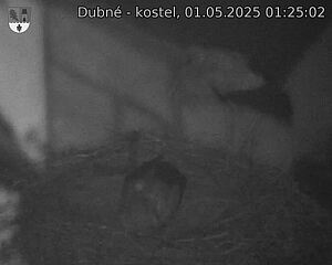 Capi_Dubne_20250501_012502.jpg (1350 x 1080)