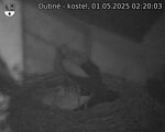Capi_Dubne_20250501_022003.jpg
