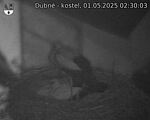 Capi_Dubne_20250501_023003.jpg
