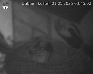 Capi_Dubne_20250501_034502.jpg (1350 x 1080)