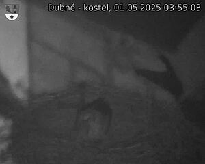 Capi_Dubne_20250501_035503.jpg (1350 x 1080)