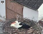 Capi_Dubne_20250501_053003.jpg