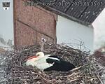 Capi_Dubne_20250501_053503.jpg