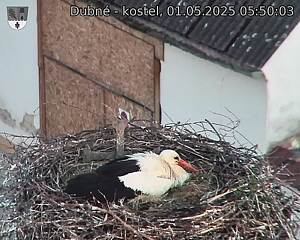Capi_Dubne_20250501_055003.jpg (1350 x 1080)