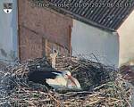 Capi_Dubne_20250501_063003.jpg