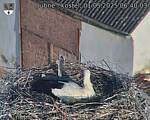 Capi_Dubne_20250501_064003.jpg