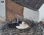 Capi_Dubne_20250501_074503.jpg