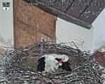 Capi_Dubne_20250501_090003.jpg