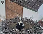 Capi_Dubne_20250501_092503.jpg
