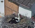 Capi_Dubne_20250501_115503.jpg