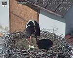 Capi_Dubne_20250501_120003.jpg