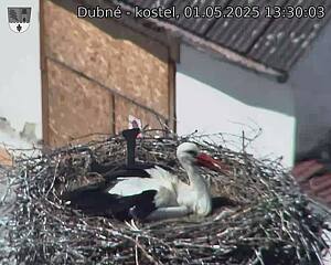 Capi_Dubne_20250501_133003.jpg (1350 x 1080)