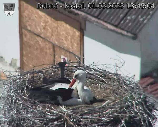 Capi_Dubne_20250501_134504.jpg (1350 x 1080)