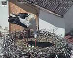 Capi_Dubne_20250501_142003.jpg