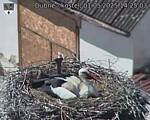 Capi_Dubne_20250501_142503.jpg