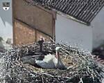 Capi_Dubne_20250501_153503.jpg