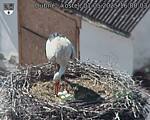 Capi_Dubne_20250501_160003.jpg