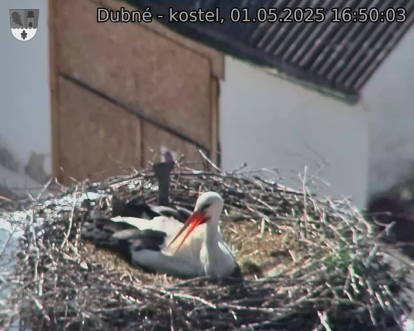 Capi_Dubne_20250501_165003.jpg (1350 x 1080)