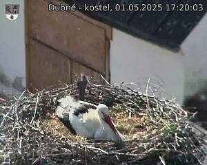 Capi_Dubne_20250501_172003.jpg (1350 x 1080)