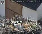 Capi_Dubne_20250501_173002.jpg