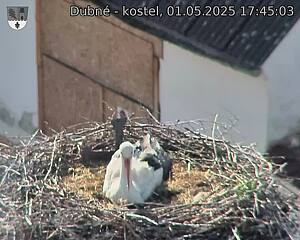 Capi_Dubne_20250501_174503.jpg (1350 x 1080)