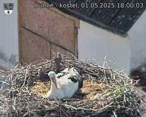 Capi_Dubne_20250501_180003.jpg (1350 x 1080)