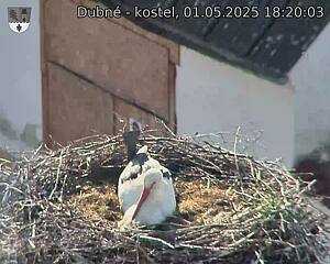 Capi_Dubne_20250501_182003.jpg (1350 x 1080)
