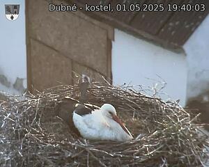 Capi_Dubne_20250501_194003.jpg (1350 x 1080)